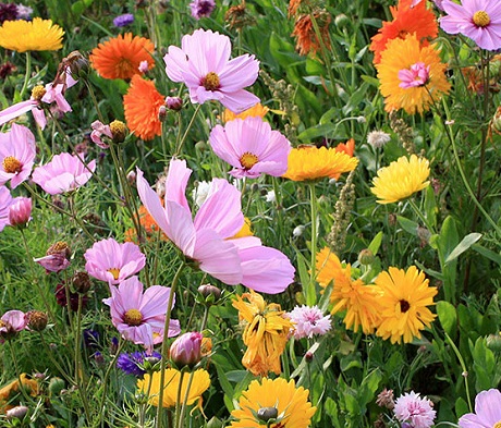 ColourMax - All Season Display Flower Seed